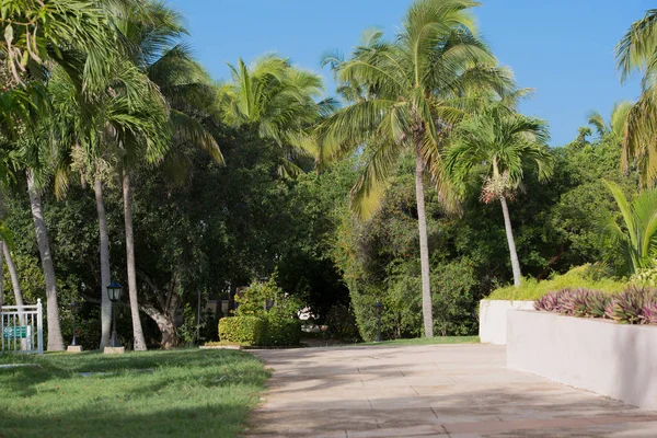 Royal Palm with blue sky in the background — Stock Photo, Image