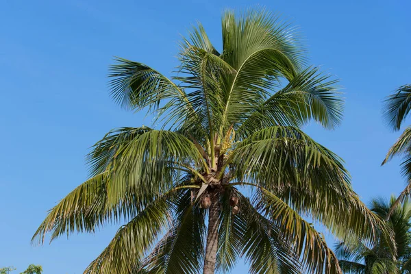 Palma Real con cielo azul en el fondo — Foto de Stock