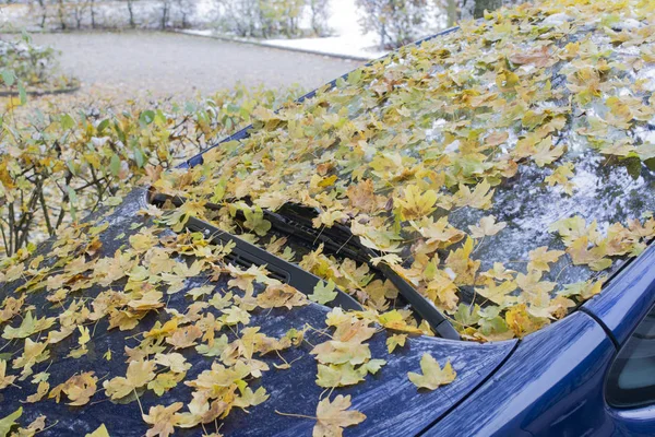 Blätter und Laub auf der Autoscheibe — Stockfoto