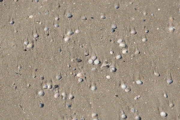 Empreinte en sable brun sur la plage — Photo
