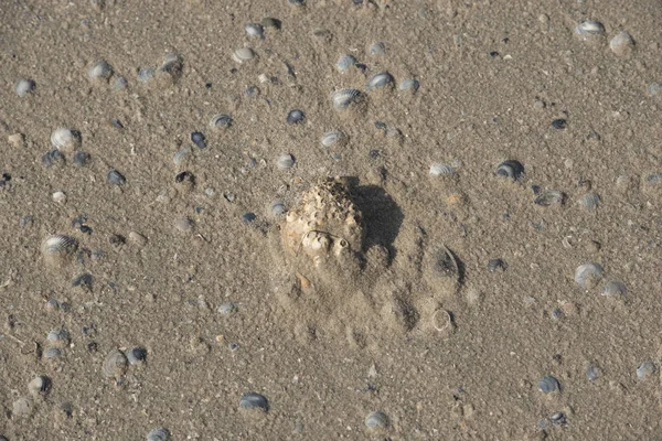 Empreinte en sable brun sur la plage — Photo