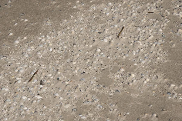 Следы в коричневом песке на пляже — стоковое фото