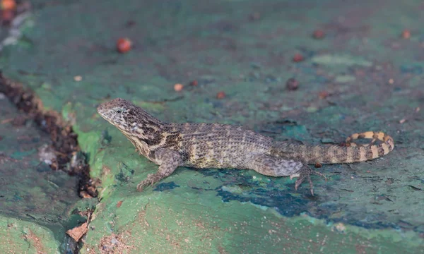 Varadero, Küba'da yeşil sayfasındaki kertenkele oturur — Stok fotoğraf