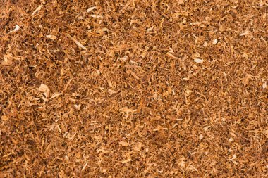Tobacco as a background and texture photographed clipart