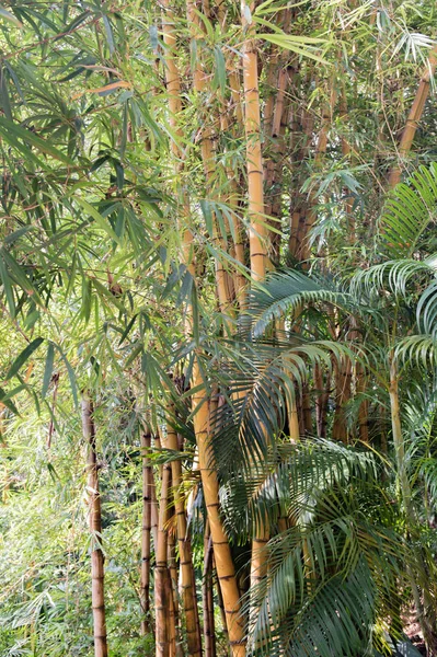 Bamboo plant in the Victoria Peak of Hong Kong — Stock Photo, Image