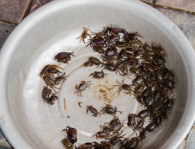 Hanoi Vietnam yakınlarındaki kırmızı nehirde taş kanseri yakalandı