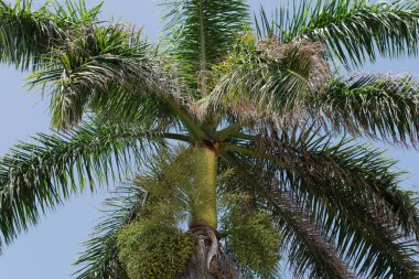 Royal Palm Küba Varadero üzerinde