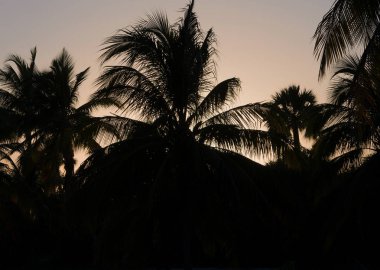 Royal Palm Küba Varadero üzerinde