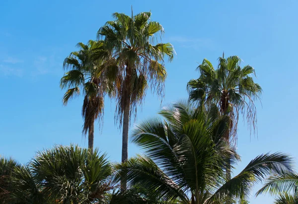 Royal Palm στην Κούβα: Βαραντέρο — Φωτογραφία Αρχείου