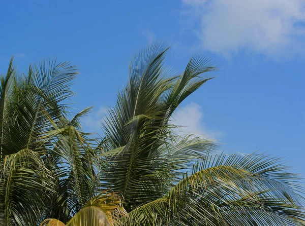 Palma Real en Cuba Varadero — Foto de Stock