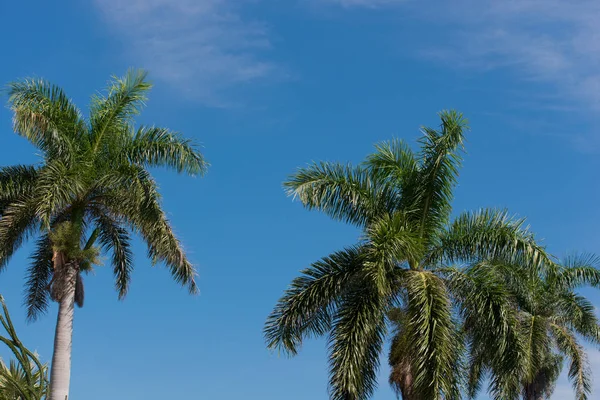 Palma Real em Cuba Varadero — Fotografia de Stock