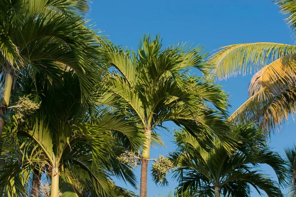 Palma Real em Cuba Varadero — Fotografia de Stock