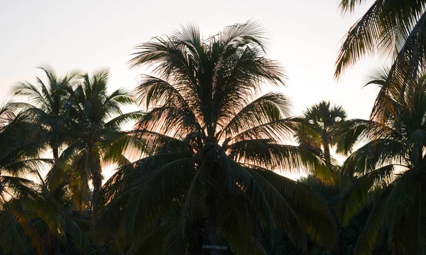 Royal Palm στην Κούβα: Βαραντέρο — Φωτογραφία Αρχείου