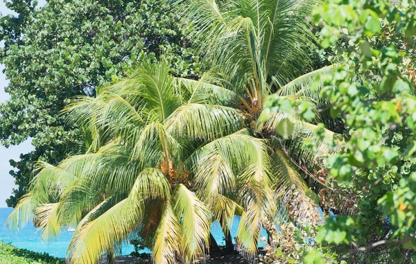 Royal Palm na Kubie-Varadero — Zdjęcie stockowe