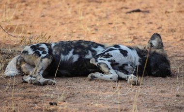 Etkin ulusal Park'ta Namibya Afrika Güney Afrika yaban köpeği