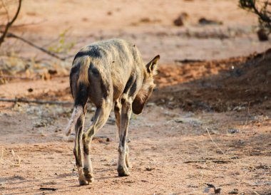 Etkin ulusal Park'ta Namibya Afrika Güney Afrika yaban köpeği