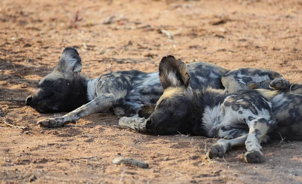 Afrikanischer Wildhund im Etoscha Nationalpark in Namibia Südafrika — Stockfoto