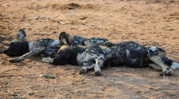 Afrikanischer Wildhund im Etoscha Nationalpark in Namibia Südafrika — Stockfoto