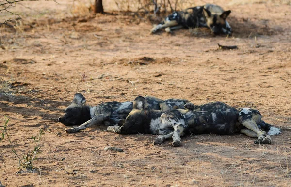 Africký divoký pes v NP Etosha v Namibii Jižní Afrika — Stock fotografie