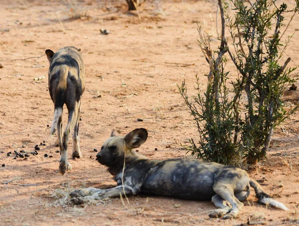 Αφρικής άγριο σκυλί στο εθνικό πάρκο Ετόσα στην Ναμίμπια Νότια Αφρική — Φωτογραφία Αρχείου