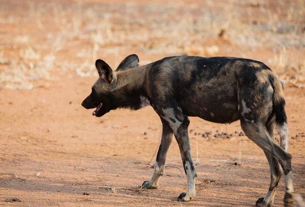 Cão selvagem africano no parque nacional de Etosha na Namíbia África do Sul — Fotografia de Stock