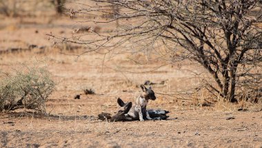Etkin ulusal Park'ta Namibya Afrika Güney Afrika yaban köpeği