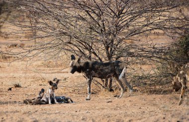 Etkin ulusal Park'ta Namibya Afrika Güney Afrika yaban köpeği