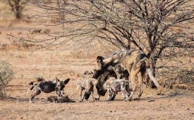 Etkin ulusal Park'ta Namibya Afrika Güney Afrika yaban köpeği
