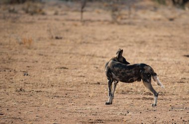 Etkin ulusal Park'ta Namibya Afrika Güney Afrika yaban köpeği