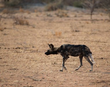 Etkin ulusal Park'ta Namibya Afrika Güney Afrika yaban köpeği