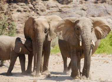 Filler etkin Milli Parkı, Namibya Güney Afrika