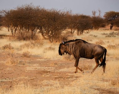 GNU Namibya Güney Afrika için etkin ulusal Park'ta