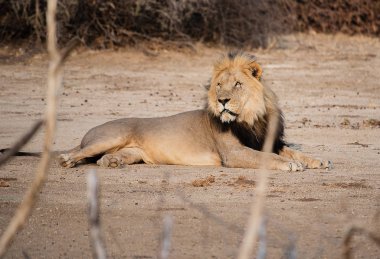 Aslan Namibya Güney Afrika'da etkin Milli Parkı