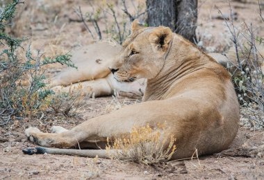 Aslan Namibya Güney Afrika'da etkin Milli Parkı