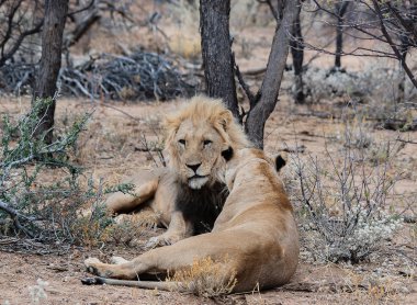 Aslan Namibya Güney Afrika'da etkin Milli Parkı