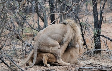 Aslan Namibya Güney Afrika'da etkin Milli Parkı