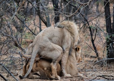 Aslan Namibya Güney Afrika'da etkin Milli Parkı