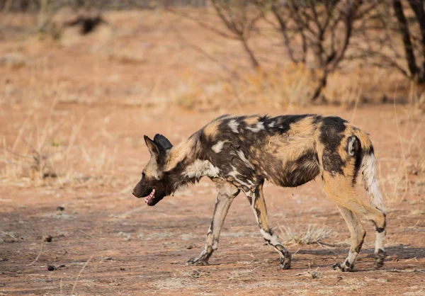 Afrikaanse wilde hond in Etosha Nationaal park in Namibië Zuid-Afrika — Stockfoto
