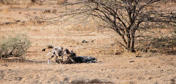 Perro salvaje africano en el parque nacional Etosha en Namibia Sudáfrica — Foto de Stock