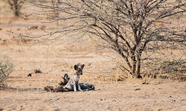 Africký divoký pes v NP Etosha v Namibii Jižní Afrika — Stock fotografie