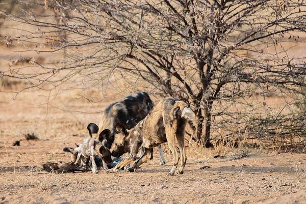 Perro salvaje africano en el parque nacional Etosha en Namibia Sudáfrica —  Fotos de Stock