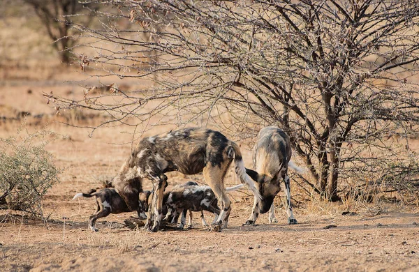 Africký divoký pes v NP Etosha v Namibii Jižní Afrika — Stock fotografie