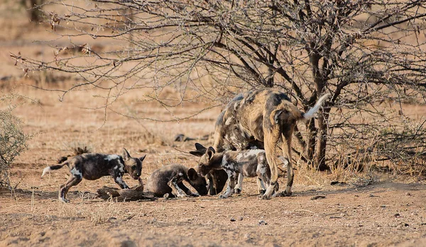 Africký divoký pes v NP Etosha v Namibii Jižní Afrika — Stock fotografie