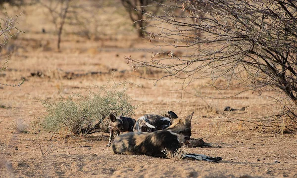 Etosha 국립 공원에서 나미비아 남아 프리 카 공화국에서 아프리카 야생 개 — 스톡 사진