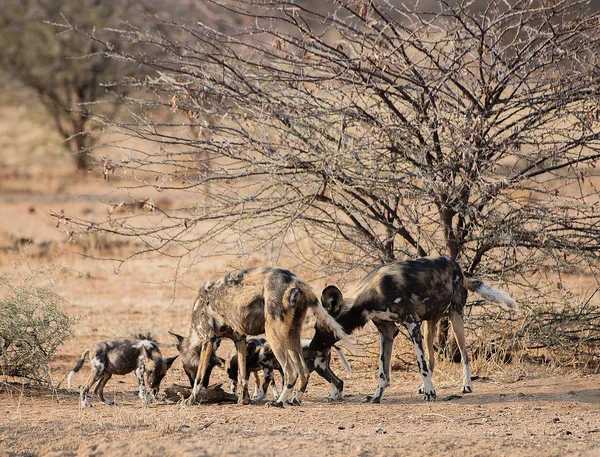 Perro salvaje africano en el parque nacional Etosha en Namibia Sudáfrica —  Fotos de Stock