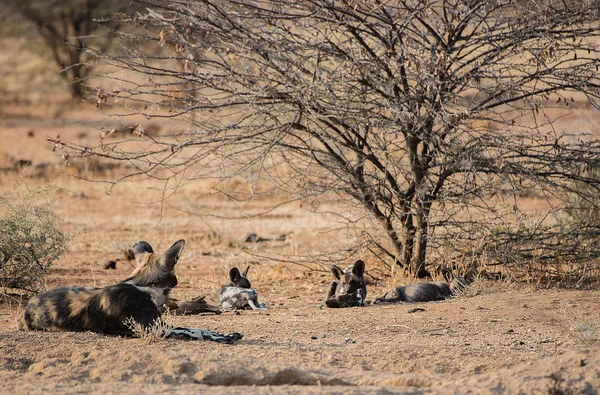 Etosha 국립 공원에서 나미비아 남아 프리 카 공화국에서 아프리카 야생 개 — 스톡 사진