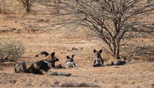 Perro salvaje africano en el parque nacional Etosha en Namibia Sudáfrica —  Fotos de Stock