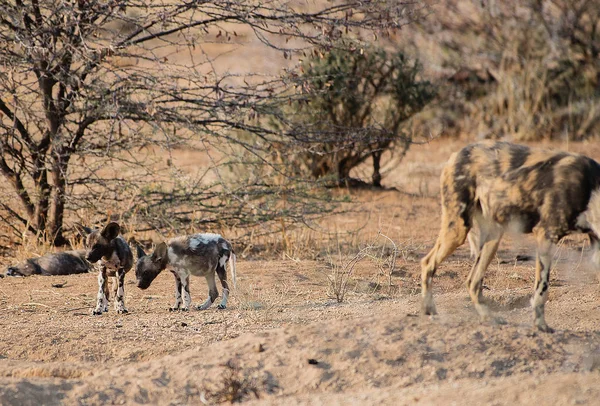 Perro salvaje africano en el parque nacional Etosha en Namibia Sudáfrica —  Fotos de Stock