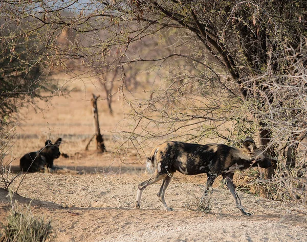 Az Etosha nemzeti parkban Namíbia Dél-Afrika, afrikai vadkutya — Stock Fotó