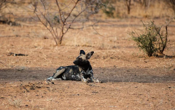 Perro salvaje africano en el parque nacional Etosha en Namibia Sudáfrica — Foto de Stock